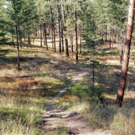 A winding path through rolling pine forest