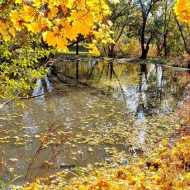 Exploring Glenmore Parks Along the Brandt’s Creek Linear Park Urban Trail